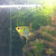 Ram cichlid