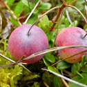 Large Cranberry