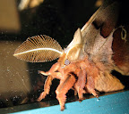 Polyphemus moth on our back door. Tried to get a good shot of it -- all of it.