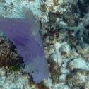Common Sea Fan
