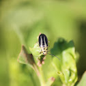 Groundselbush Beetle