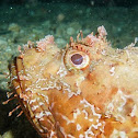 Escorpora