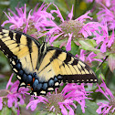 Eastern Tiger Swallowtail