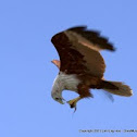 Brahminy Kite