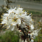 Blackthorn