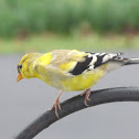 American Goldfinch (male)