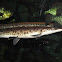 Spotted Gar