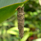 bagworm (bag)