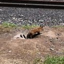 Red Fox