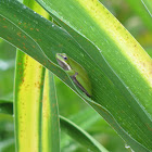 Eastern Dwarf Tree Frog