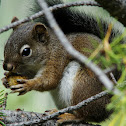 American Red Squirrel