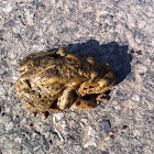 Common toad