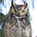 Great Horned Owl