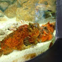 Reef stone fish