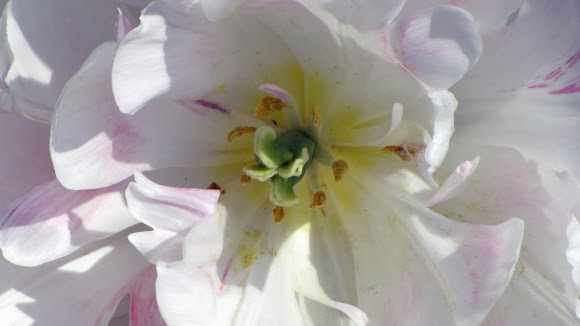 Spotting Image 1