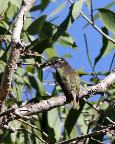 Spotting Image 1