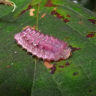 Marius Hairstreak Caterpillar