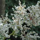 Asian Fleece Flower