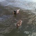 Mallard