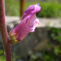 snapdragon; boca de dragón