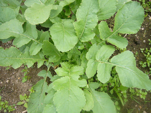大根