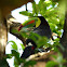tucan pico arco iris