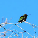 Black-chinned Hummingbird