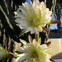 Night blooming Cactus