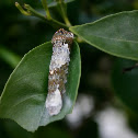 Caterpillar undergoing Metamorphosis!