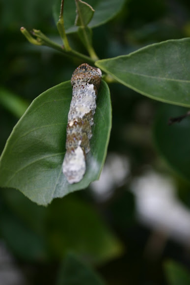 Spotting Image 1