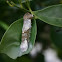 Caterpillar undergoing Metamorphosis!