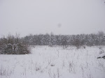 IMGP4271.JPG