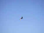 Brown Pelican, about to dive for lunch.