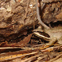 Wood Frog