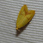 Aeolothapsa malacella