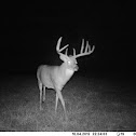 White-tailed deer