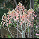Aloe