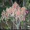Aloe