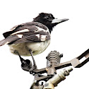 Pied Butcherbird (Juvenile)