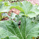 Gray Squash Bug