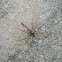 Crane Fly, Mosquito Hawk