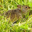 Hispid cotton rat