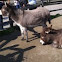 Donkey