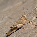 Saltamontes (Grasshopper)