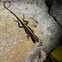 Brown Anole