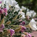 Tufted Evening Primrose