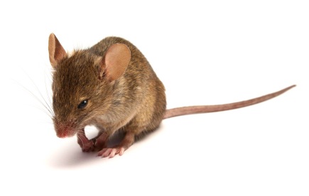 [Little Grey Mouse[6].jpg]