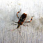 Western conifer seed bug