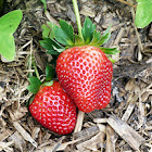 Morango (Strawberry)