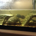 Red Eared Slider
